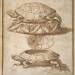 Design for a lidded box in the shape of a tortoise, shown open and shut